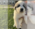 Small #8 Breeder Profile image