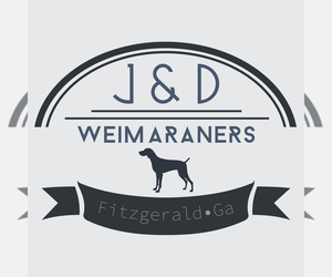 Weimaraner Dog Breeder near FITZGERALD, GA, USA
