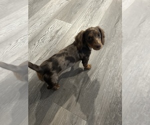 Dachshund Dog Breeder near BELFAST, OH, USA