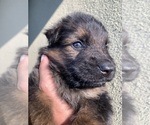 Small #203 Breeder Profile image