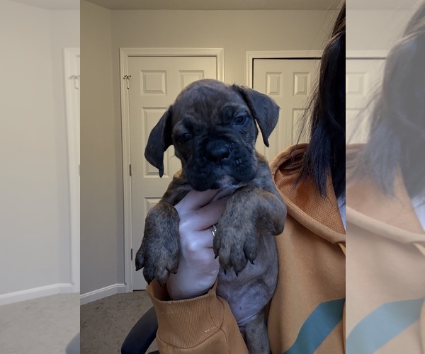 Medium Photo #8  Breeder Profile in MENTOR, OH, USA