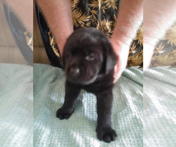 Medium Photo #1  Breeder Profile in CAPE CORAL, FL, USA