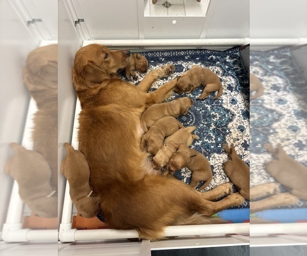 Medium Photo #12  Breeder Profile in SHINGLE SPRINGS, CA, USA