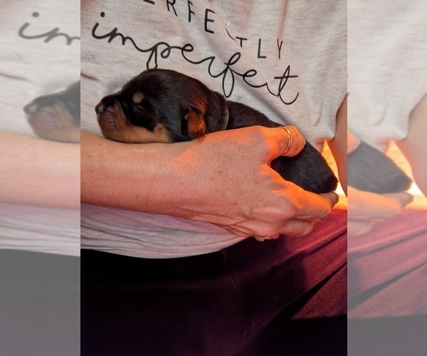 Medium Photo #7  Breeder Profile in CANDIA, NH, USA