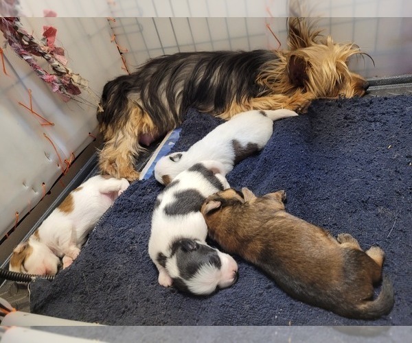 Medium Photo #99  Breeder Profile in AKRON, OH, USA