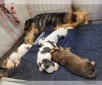 Small #98 Breeder Profile image