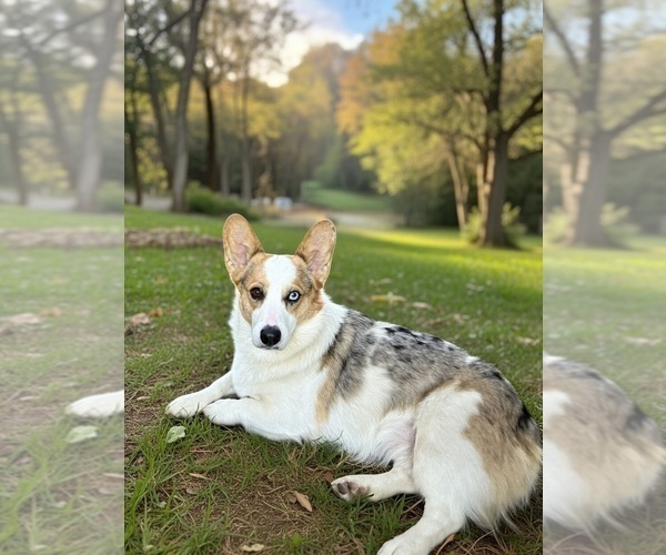 Medium Photo #24  Breeder Profile in GRAND RAPIDS, MI, USA