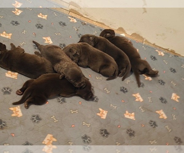 Medium Photo #4  Breeder Profile in FLORA, IL, USA