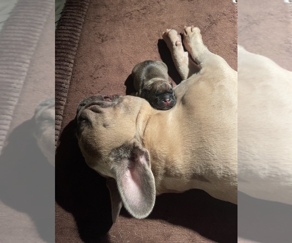 Medium Photo #5  Breeder Profile in CEDAR HILL, TX, USA