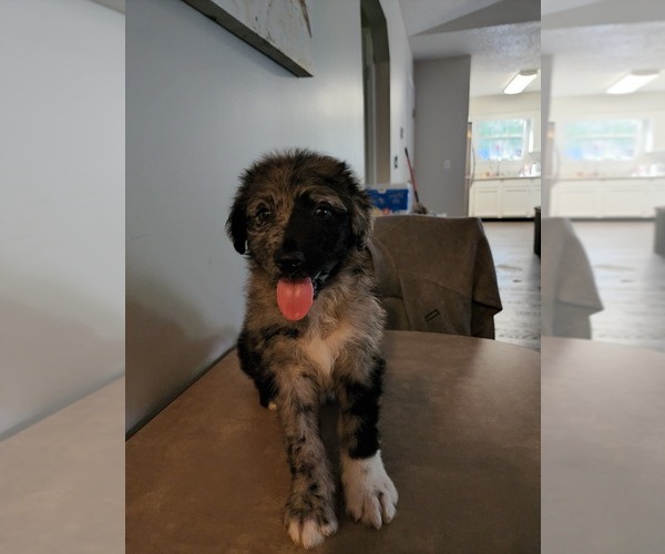 Medium Photo #1  Breeder Profile in JACKSONVILLE, FL, USA