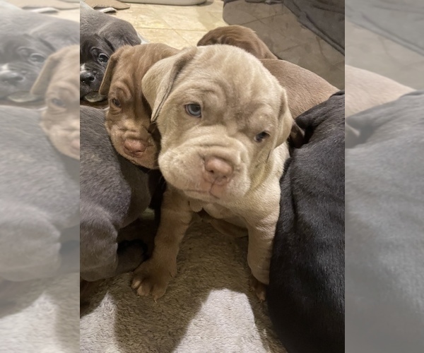 Medium Photo #1  Breeder Profile in FARMINGTN HLS, MI, USA