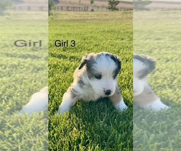 Medium Photo #6  Breeder Profile in STRASBURG, CO, USA