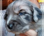 Small #41 Breeder Profile image