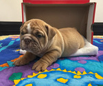 Small #7 Breeder Profile image