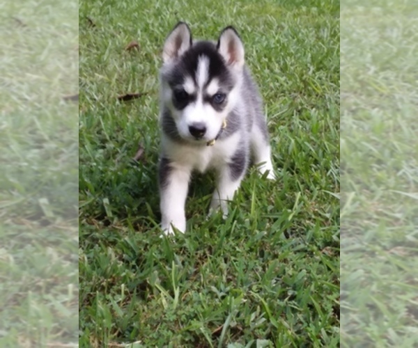 Medium Photo #1  Breeder Profile in ATTALLA, AL, USA