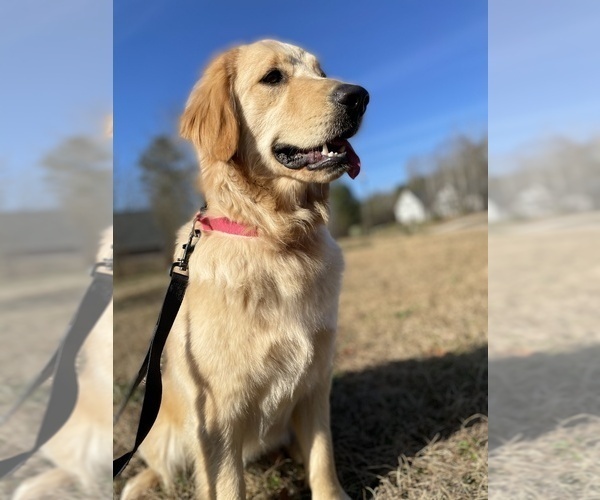 Medium Photo #5  Breeder Profile in DONIPHAN, MO, USA