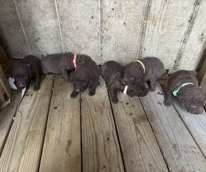 Chesapeake Bay Retriever Dog Breeder near COOKEVILLE, TN, USA