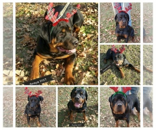 Medium Photo #1  Breeder Profile in IOLA, TX, USA