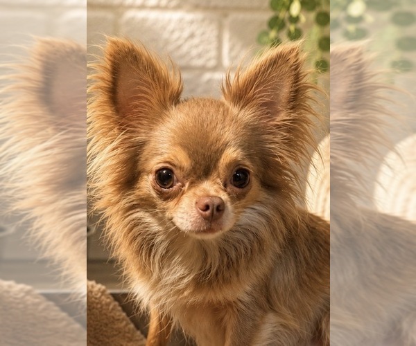 Medium Photo #15  Breeder Profile in LAKEWOOD, WA, USA