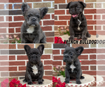 Small #4 Breeder Profile image