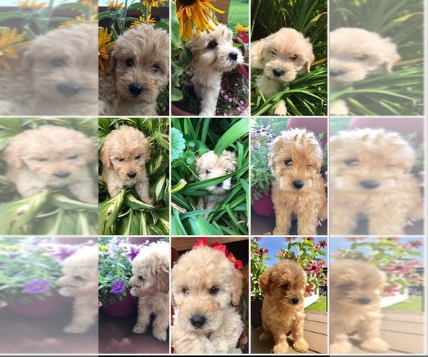 Medium Photo #1  Breeder Profile in DUKE CENTER, PA, USA