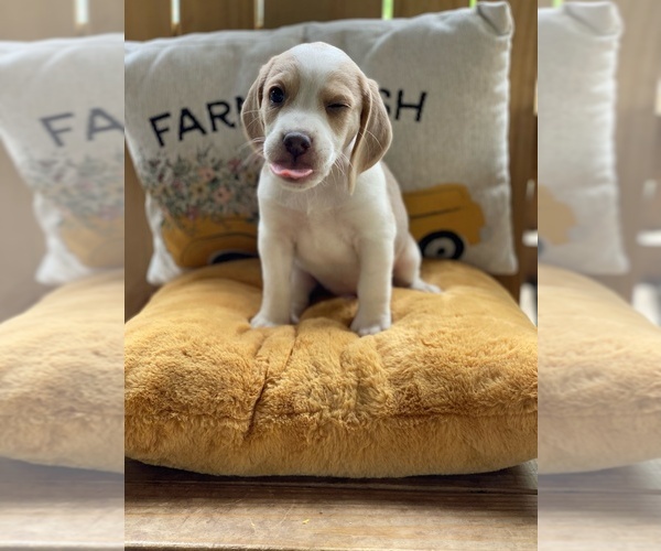 Medium Photo #1  Breeder Profile in MIDDLETOWN, NY, USA