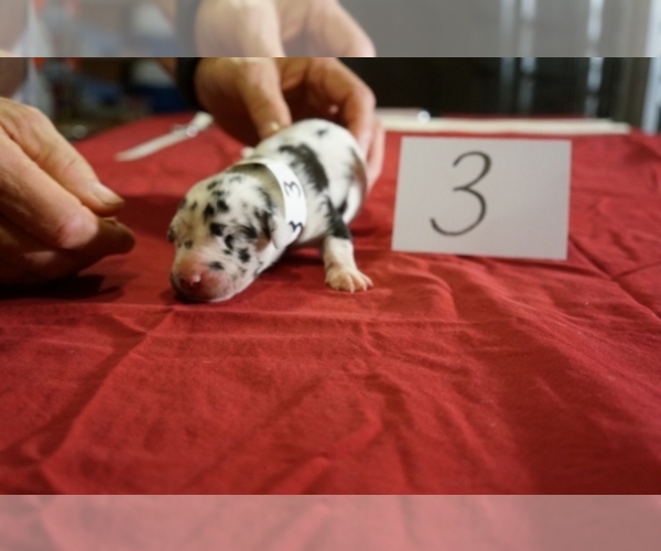 Medium Photo #1  Breeder Profile in conroe, TX, USA
