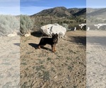 Small #204 Breeder Profile image