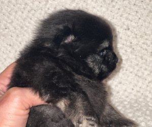 Pomeranian Dog Breeder near ANDALUSIA, AL, USA