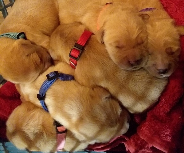 Medium Photo #4  Breeder Profile in LOOMIS, CA, USA