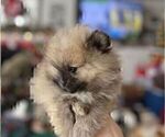 Small #22 Breeder Profile image