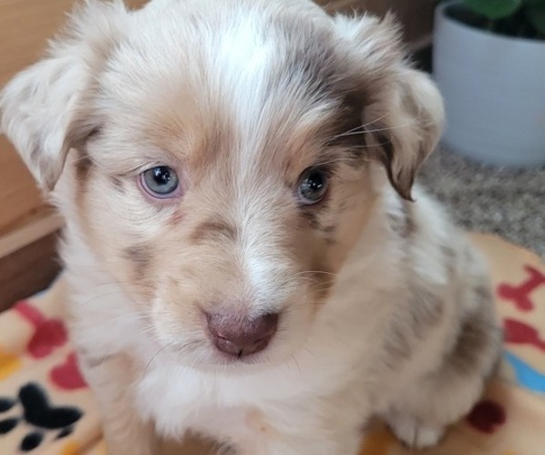 Medium Photo #4  Breeder Profile in AMERICUS, KS, USA