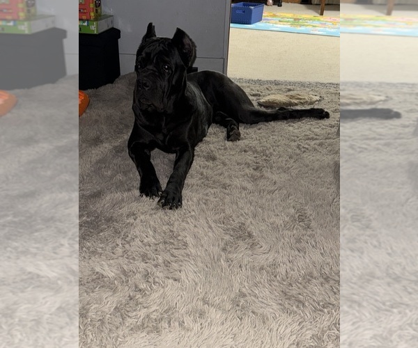 Medium Photo #4  Breeder Profile in STUART, IA, USA