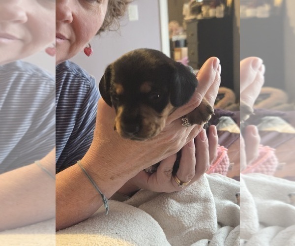 Medium Photo #28  Breeder Profile in KIRTLAND, NM, USA