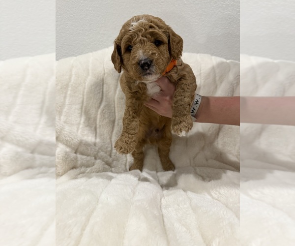 Medium Photo #4  Breeder Profile in SPICEWOOD, TX, USA