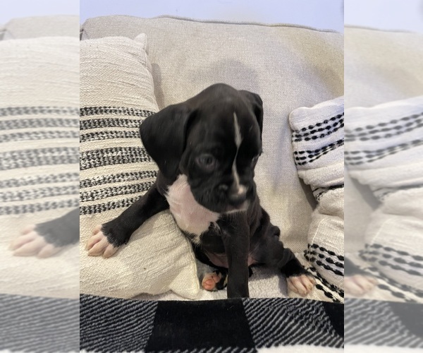 Medium Photo #4  Breeder Profile in MIAMI, FL, USA