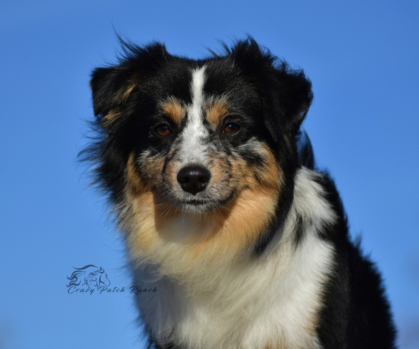 Medium Photo #7  Breeder Profile in BENTON CITY, WA, USA