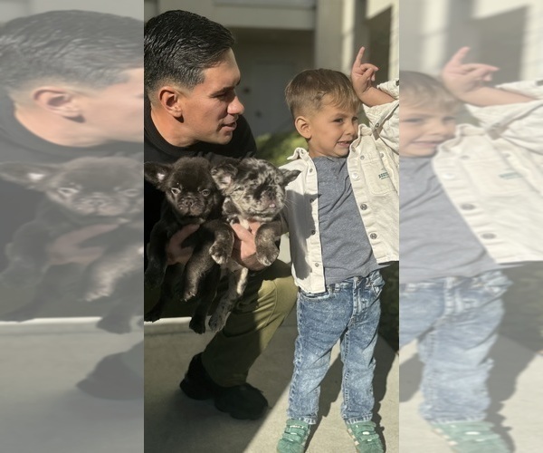 Medium Photo #2  Breeder Profile in SAN DIEGO, CA, USA