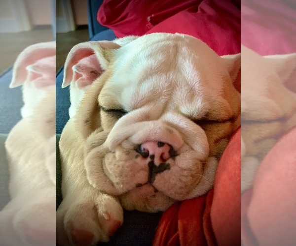 Medium Photo #1  Breeder Profile in OAKHURST, CA, USA