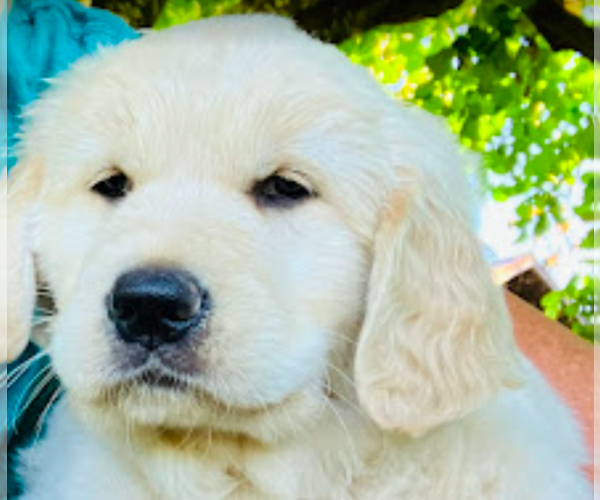Medium Photo #11  Breeder Profile in JUNCTION CITY, OR, USA