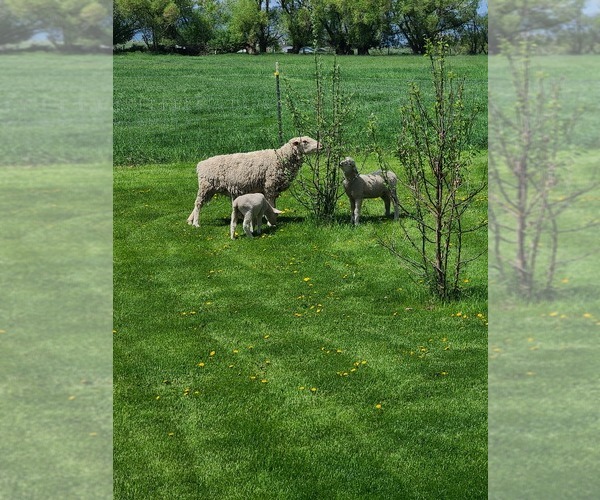 Medium Photo #2  Breeder Profile in RONAN, MT, USA