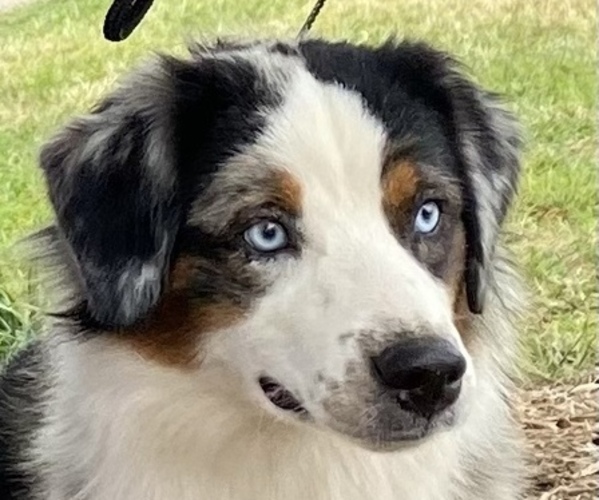 Medium Photo #1  Breeder Profile in HARMONY, NC, USA
