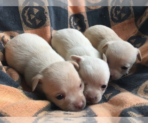 Medium Photo #1  Breeder Profile in CHATTANOOGA, TN, USA