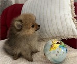 Small #32 Breeder Profile image