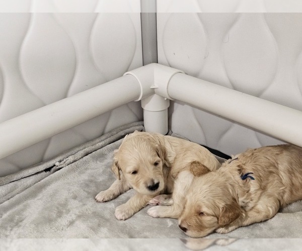 Medium Photo #18  Breeder Profile in MASSANUTTEN, VA, USA
