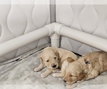 Small #17 Breeder Profile image