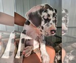 Small Photo #1  Breeder Profile in HOLLYWOOD, FL, USA