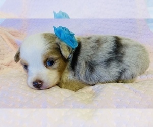 Main photo of Australian Shepherd Dog Breeder near ARCADE, GA, USA
