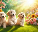 Small breeder photo