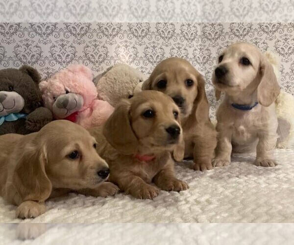 Medium Photo #1  Breeder Profile in BUCHANAN, GA, USA